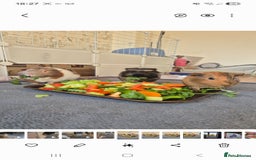 Guinea Pig rodents for sale: 3x male guinea pigs - Advert 3