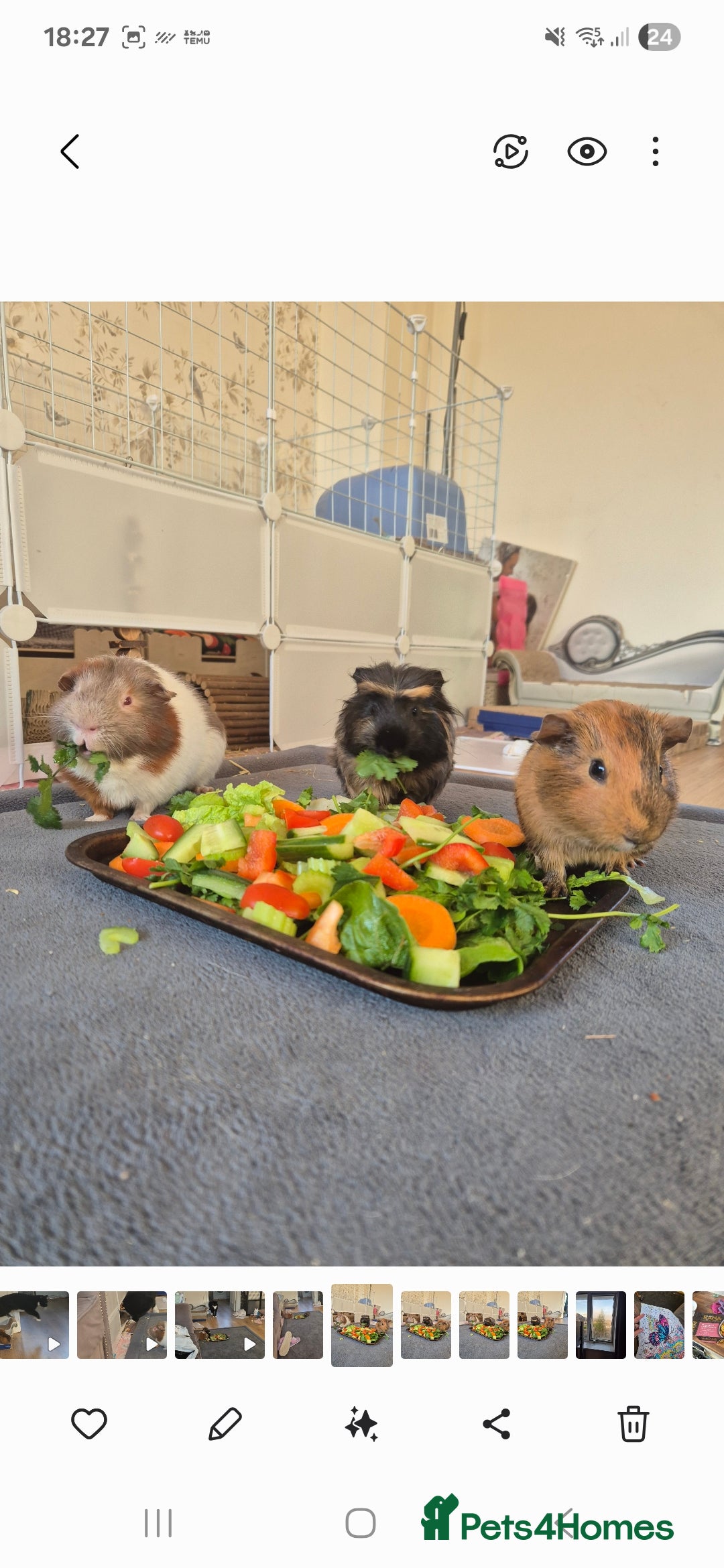 Guinea Pig rodents for sale: 3x male guinea pigs - Advert 3