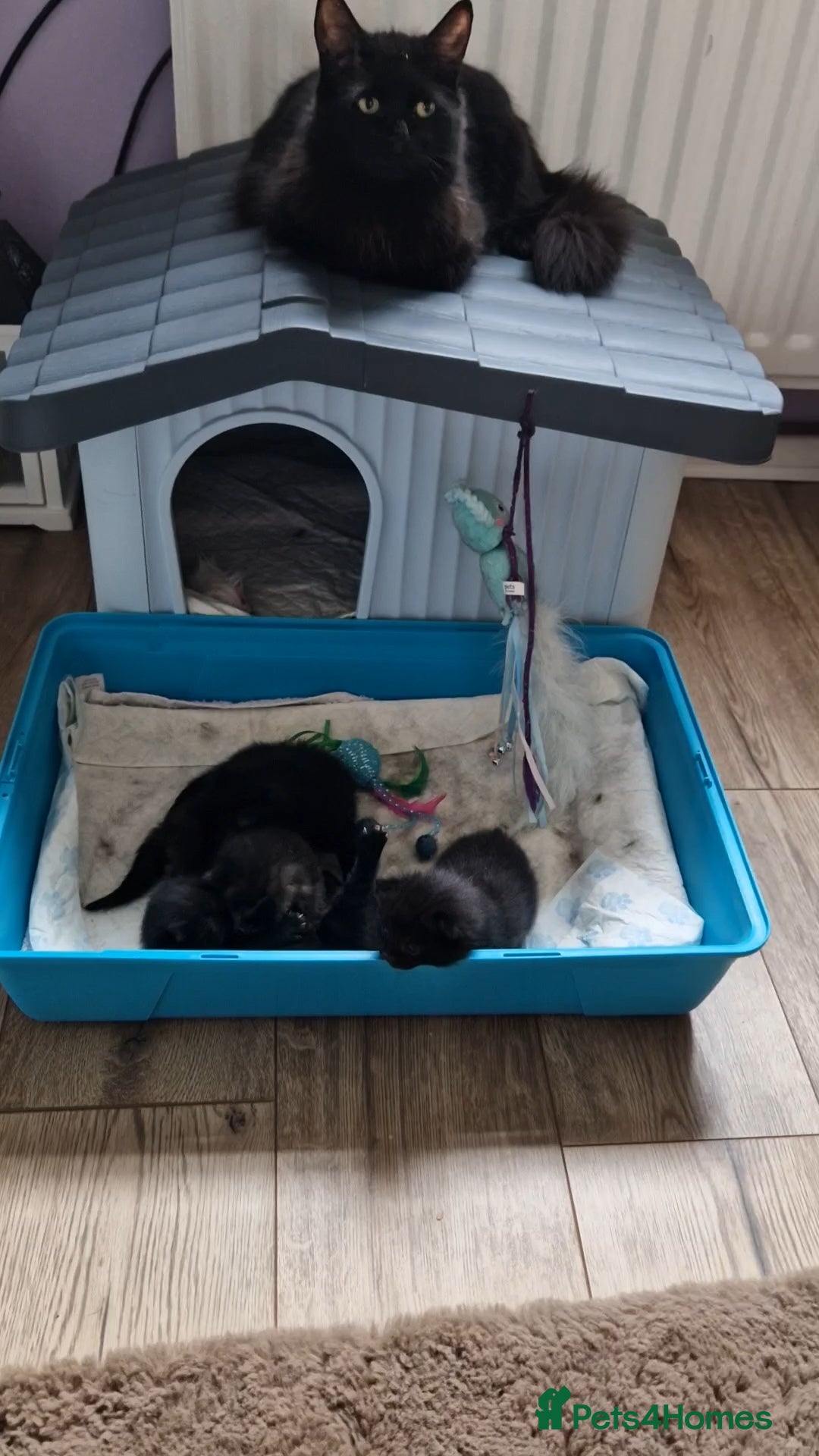 Mixed Breed cats Kittens for sale looking for loving homes - Advert 1