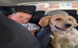 Goldador dogs for sale: Kobe  - Image 5
