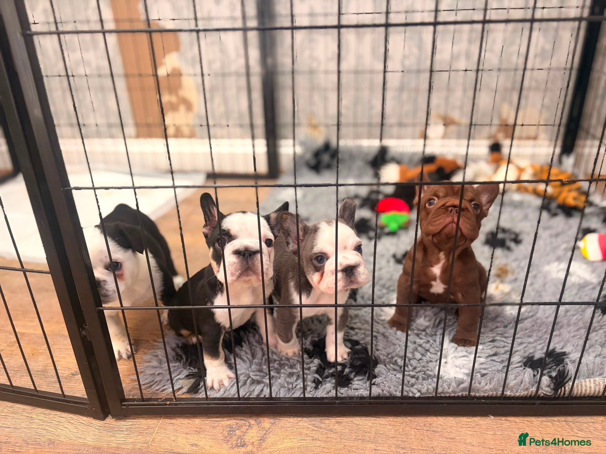 French Bulldog dogs French bulldog puppies  - Advert 10