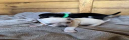 Chihuahua dogs for sale: 🐾Adorable chihuahua puppys ready!! - Advert 15