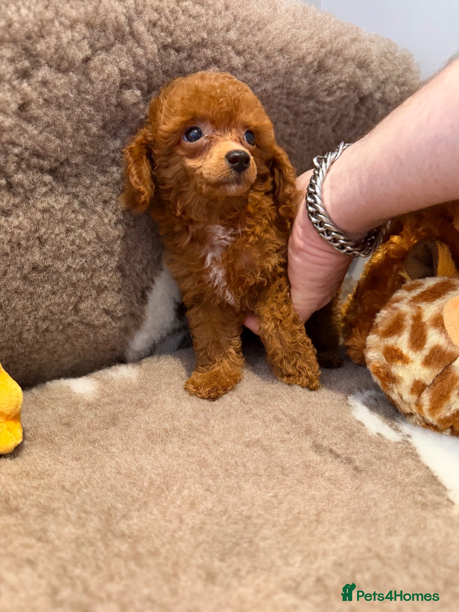 Toy Poodle dogs Beautiful KC registered Toy Poodles  - Advert 2