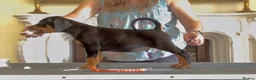 Dobermann dogs for sale: READY NOW- Outstanding KC Dobermann Pups🇧🇷 - Advert 18