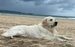 Golden Retriever dogs for sale: 9 week Golden retriever puppy - Image 8