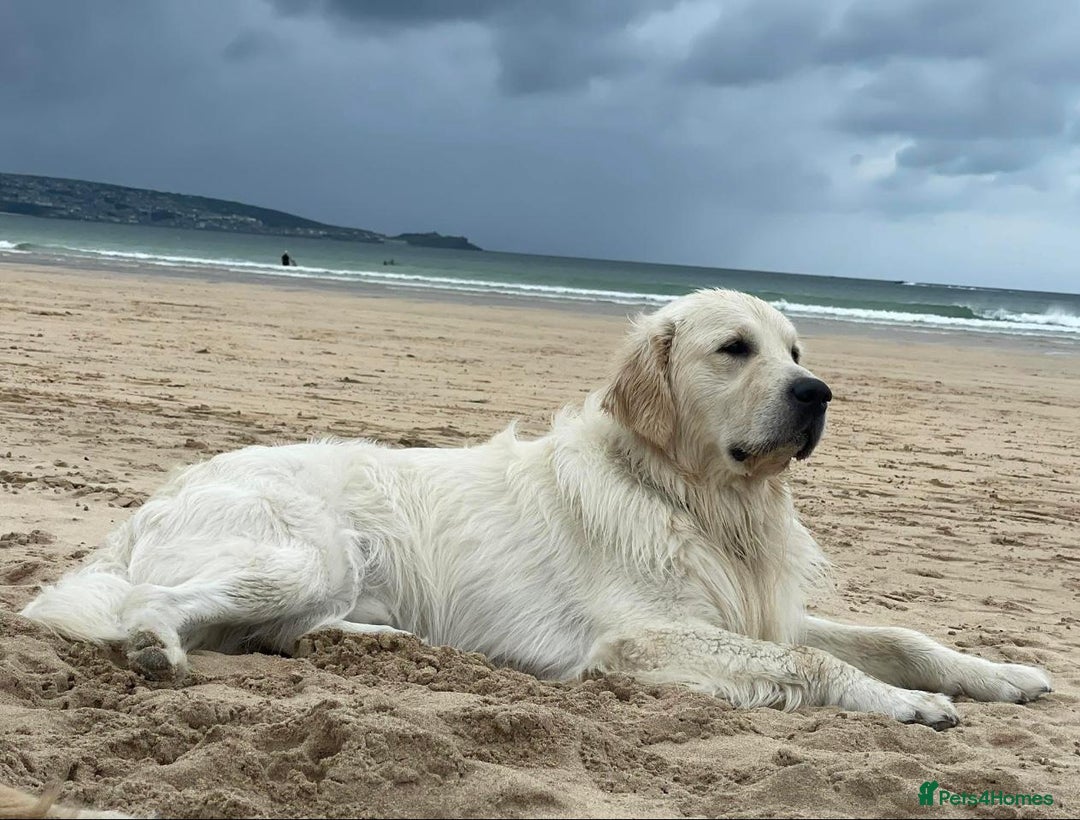 Golden Retriever dogs for sale: 9 week Golden retriever puppy - Image 8