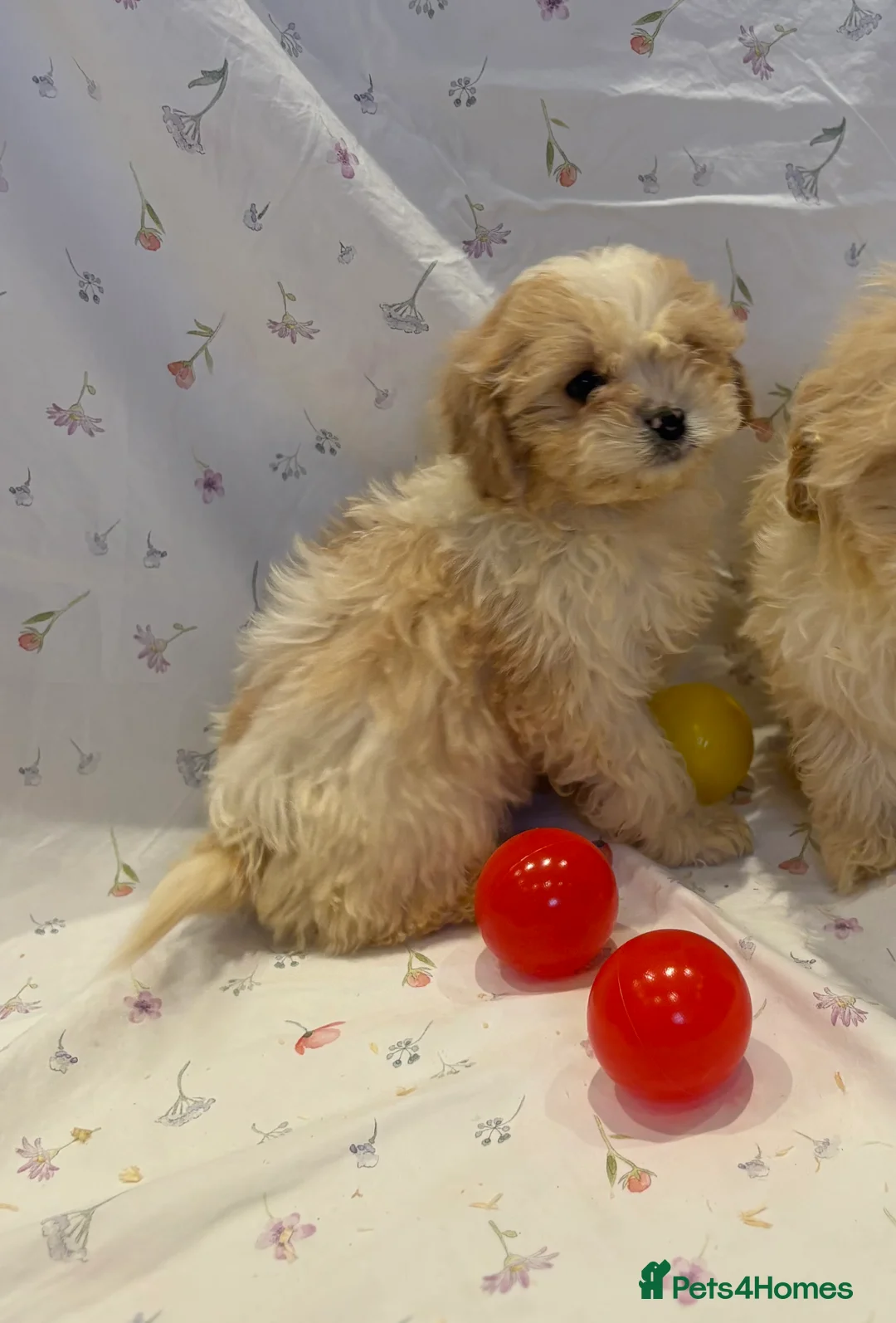 Cavapoo dogs for sale: Extensively health tested Stunning Cavapoo boys - Advert 7