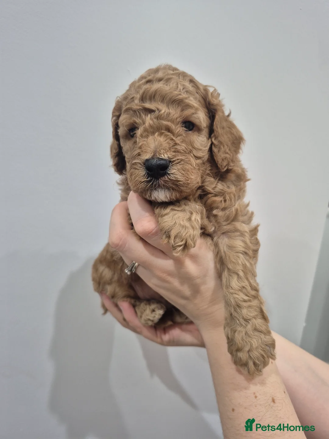 Cockapoo dogs for sale: Last boy remaining. F1B red cockapoo puppies - Advert 37