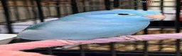 Parrots birds for sale: Stunning Parrots/Parakeets/Amazons  - Advert 8