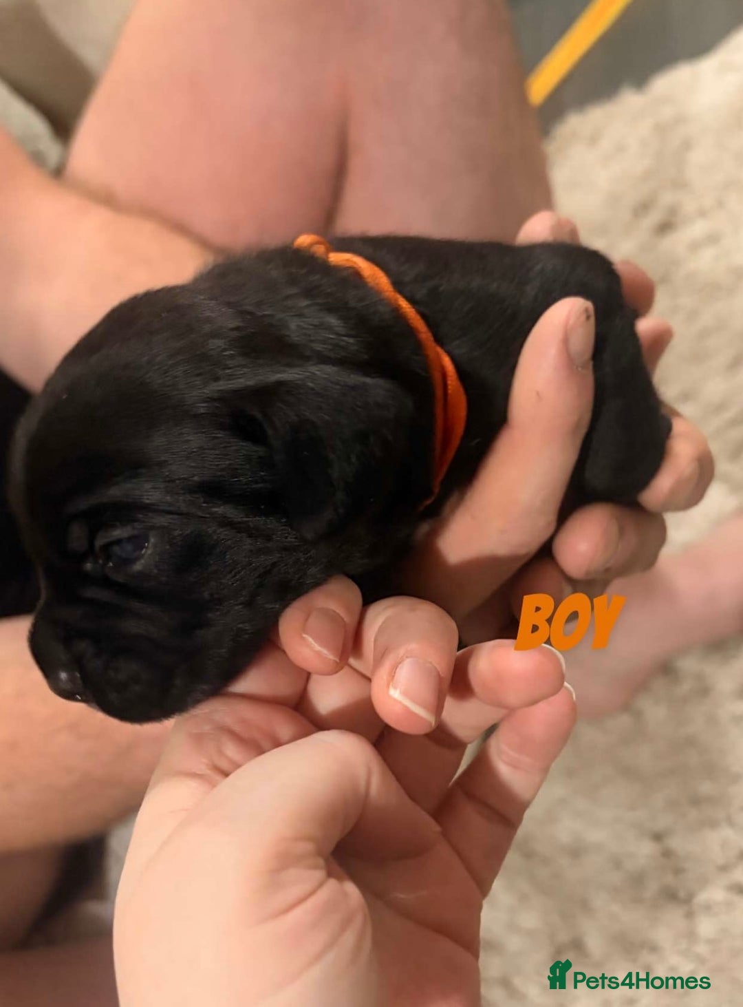 Mixed Breed dogs for sale: Frocker puppies - Advert 2