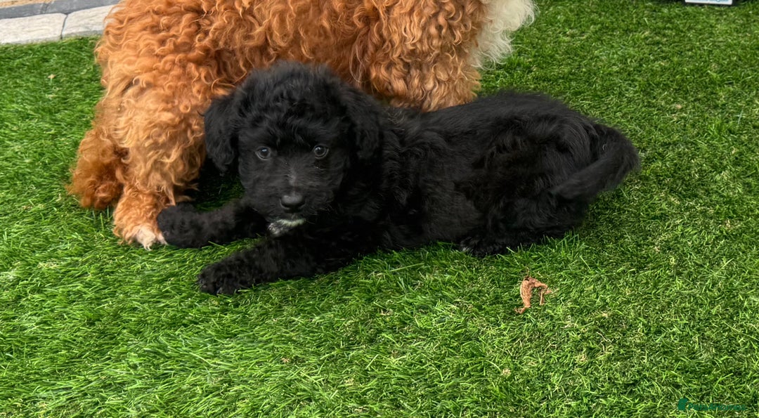 Mixed Breed dogs for sale: Black male puppy jackapoo - Image 1