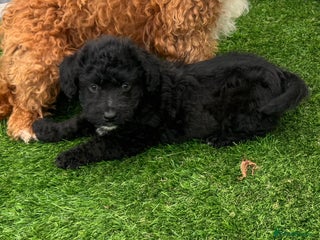 Mixed Breed dogs - Advert 1