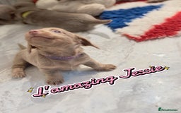 Miniature Dachshund dogs for sale: Stunning Isabella mini reg 5* health cert ready - Image 12