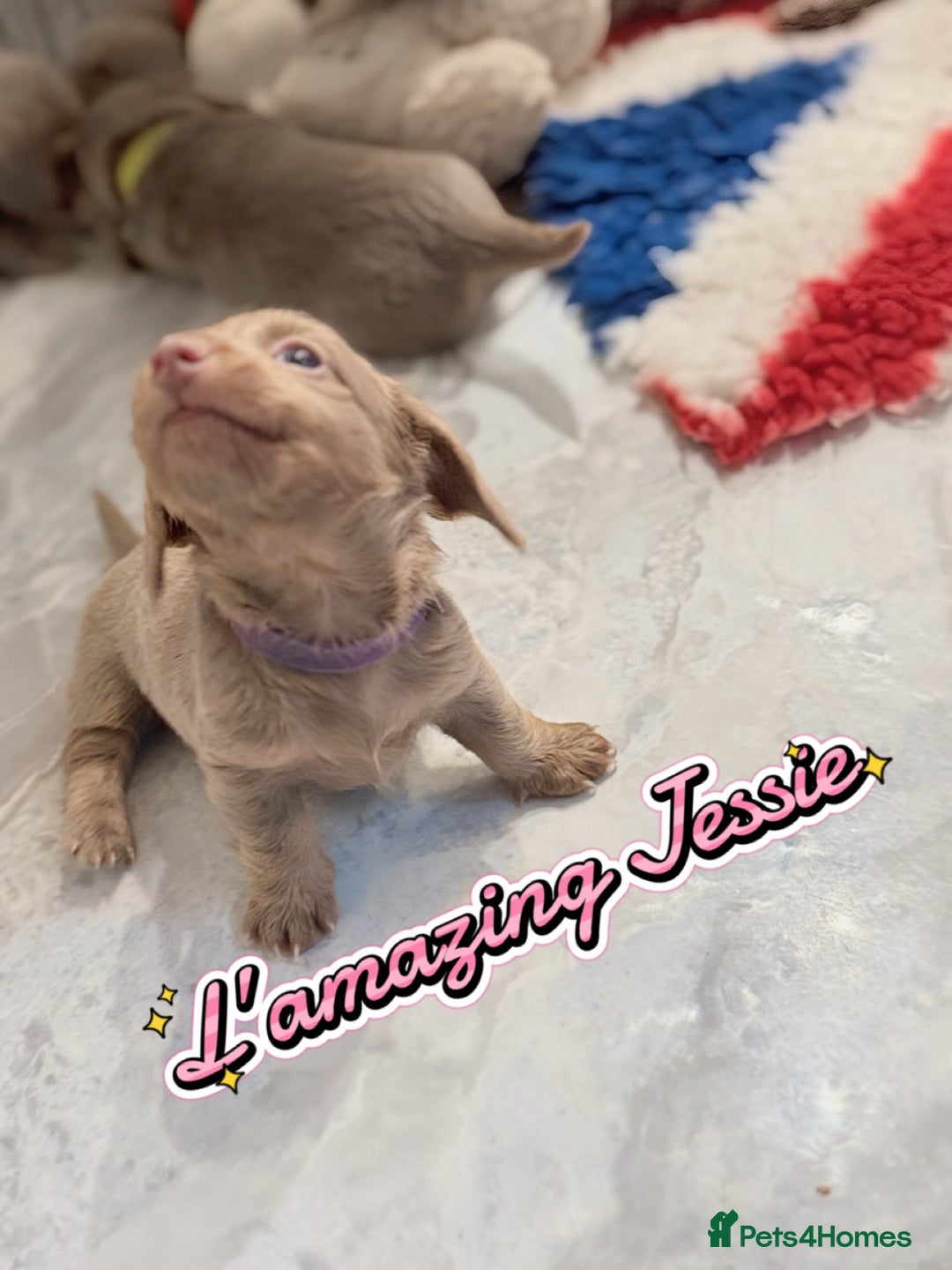 Miniature Dachshund dogs for sale: Stunning Isabella mini reg 5* health cert ready - Image 12