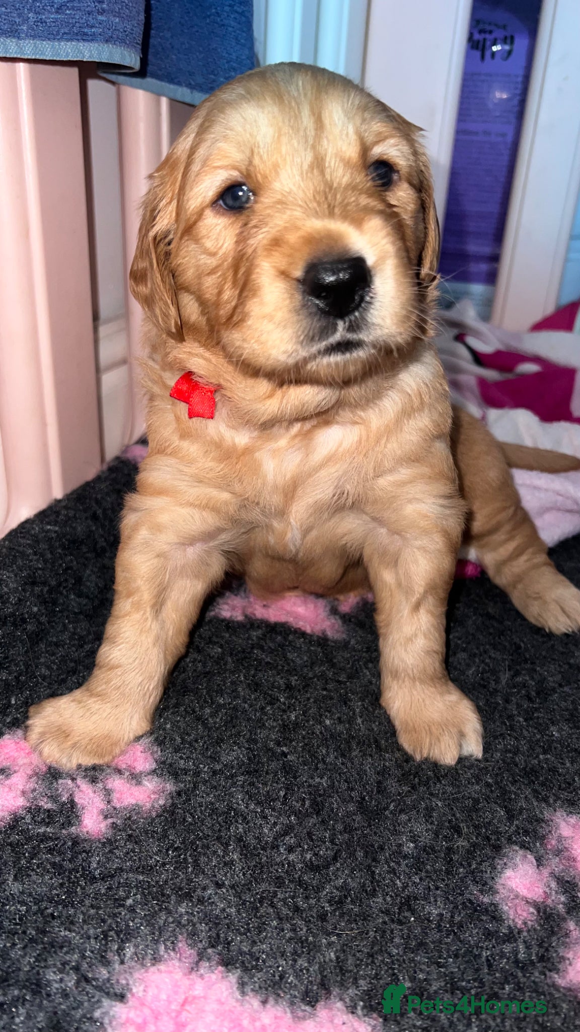 Golden Retriever dogs KC Golden Retrievers - Health Tested & Home Raised - Advert 1