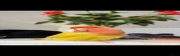Lovebirds birds for sale: Lovebird  - Advert 4