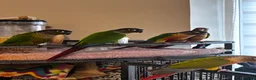 Conures birds for sale: Conure babies parent reared!! - Advert 10