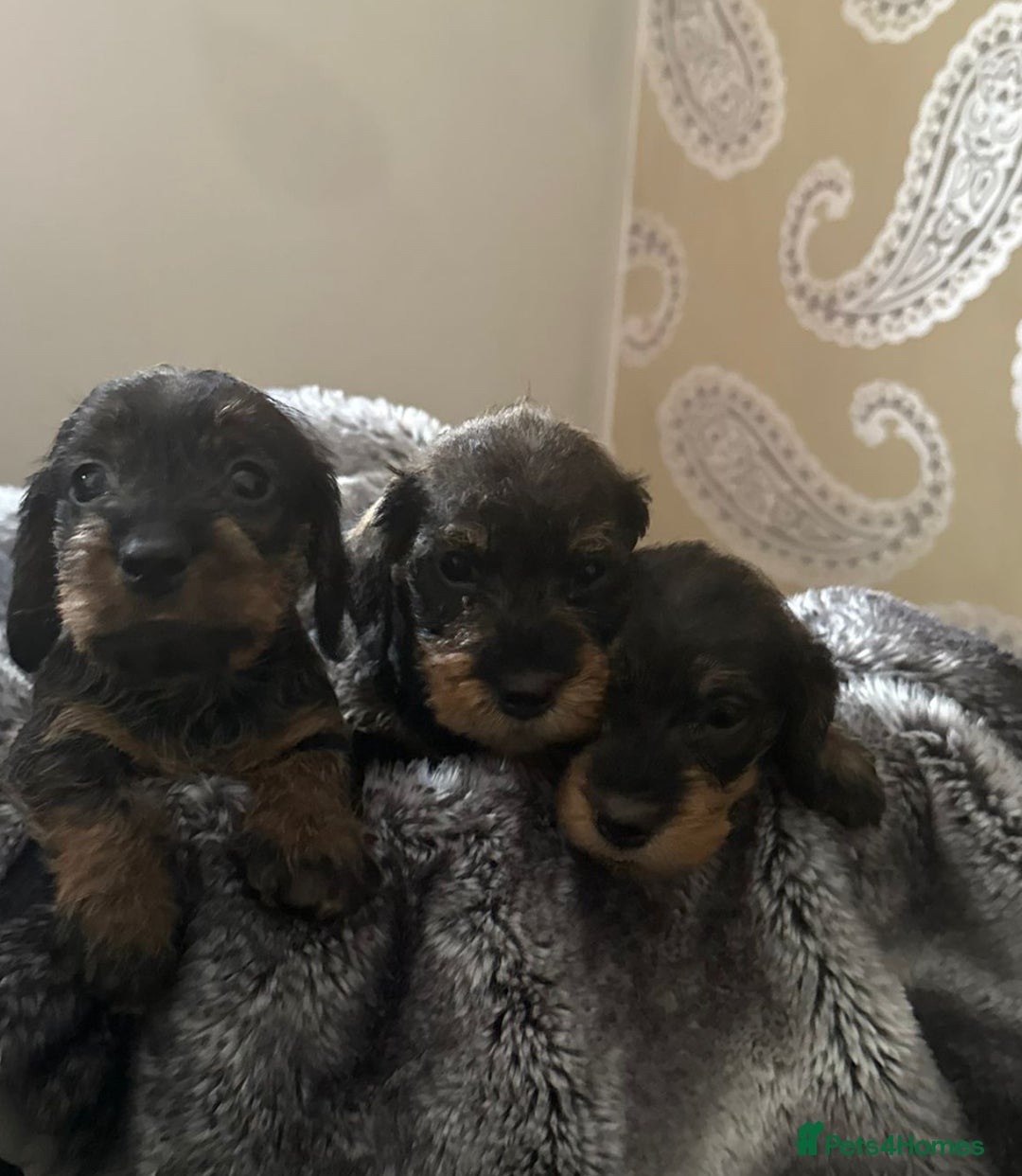 Dachshund dogs for sale: Mininature wirehaired dachshund  - Image 6