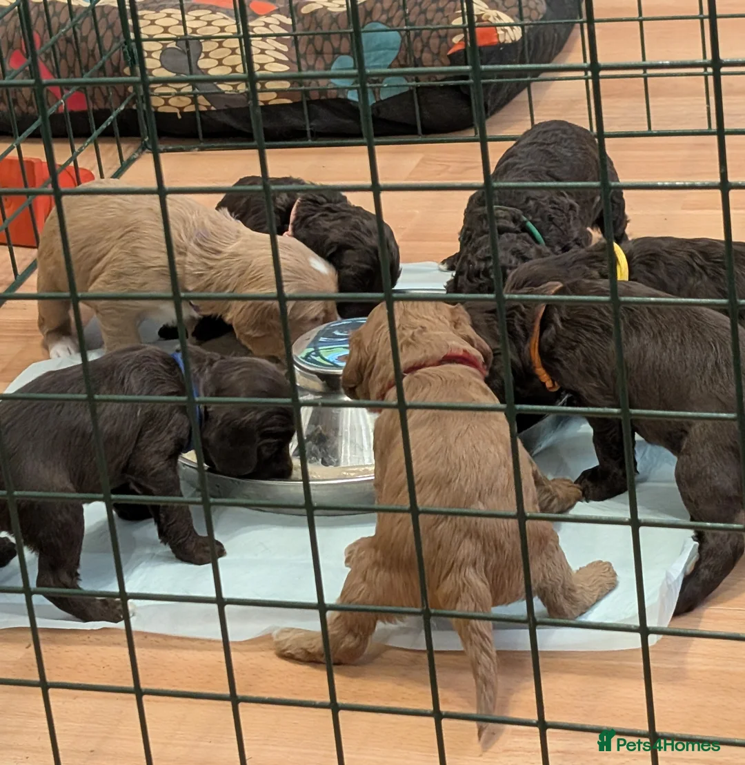 Cockapoo dogs for sale: 2 beautiful F2 cockapoos in Martock - Advert 6