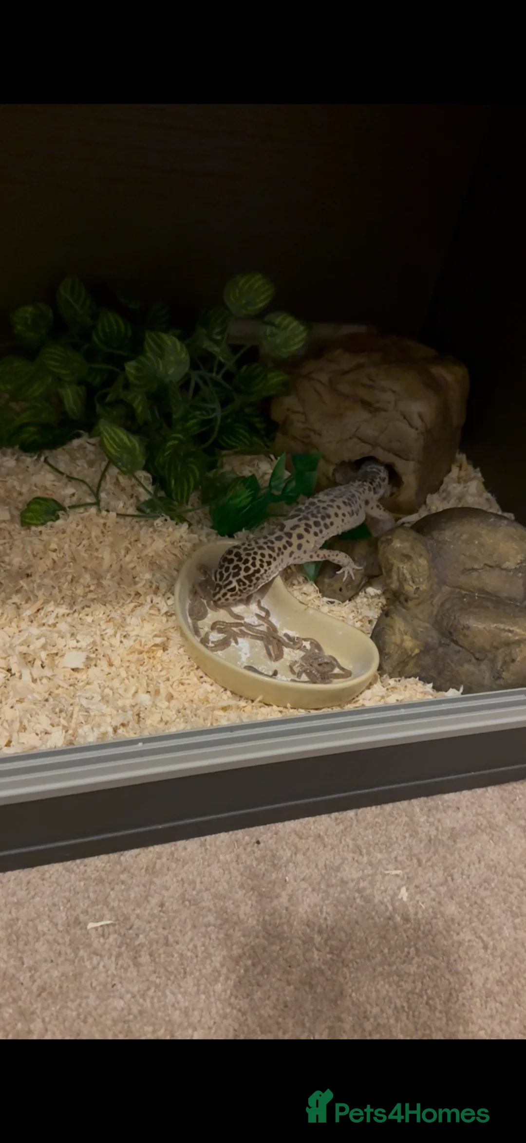 Leopard Gecko reptiles for sale: 2x female leopard geckos with full set up  - Advert 1
