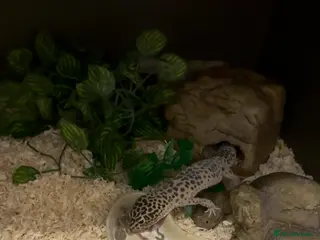 Leopard Gecko reptiles 2x female leopard geckos with full set up - Advert 14