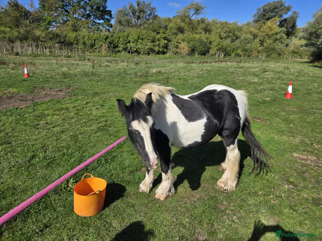 Irish Cob horses for sale: Traditional Cob - Advert 2