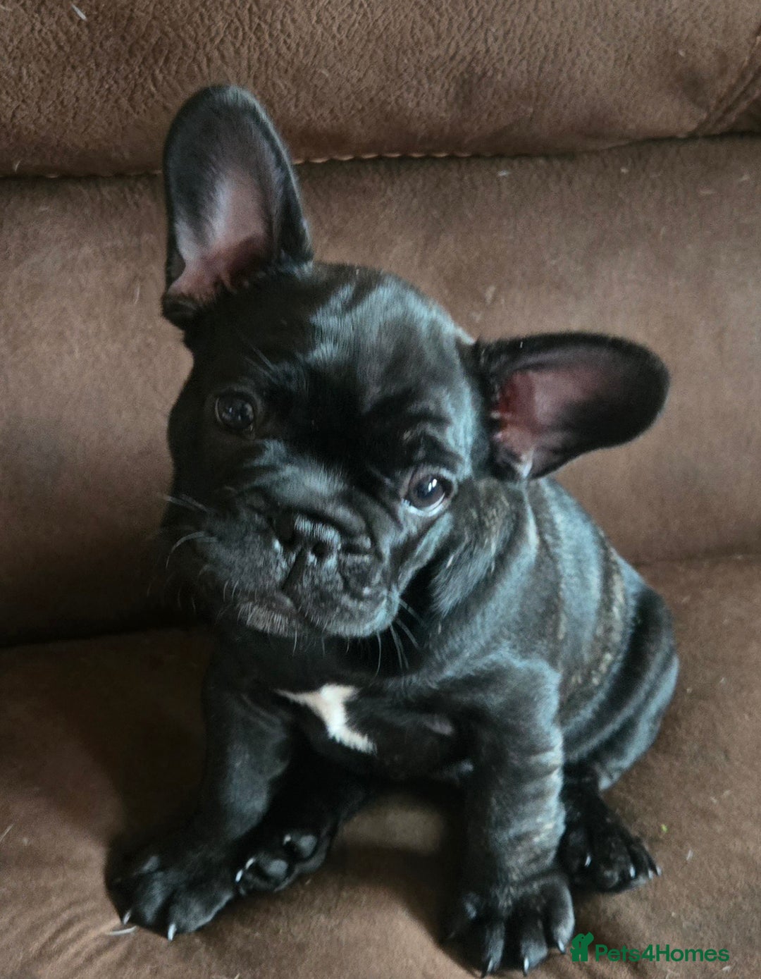 French Bulldog dogs for sale: 5 beautiful healthy French bulldogs. - Image 1