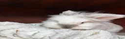 Mixed Breed rabbits for sale: Rabbits for adoption - Advert 3