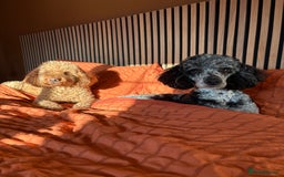 Miniature Poodle dogs for stud: Yogi Bear - Merle Miniature Poodle for Stud - Image 5