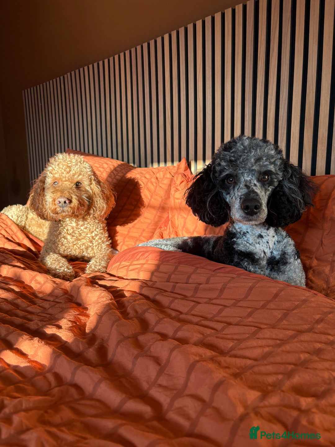 Miniature Poodle dogs for stud: Yogi Bear - Merle Miniature Poodle for Stud - Image 5