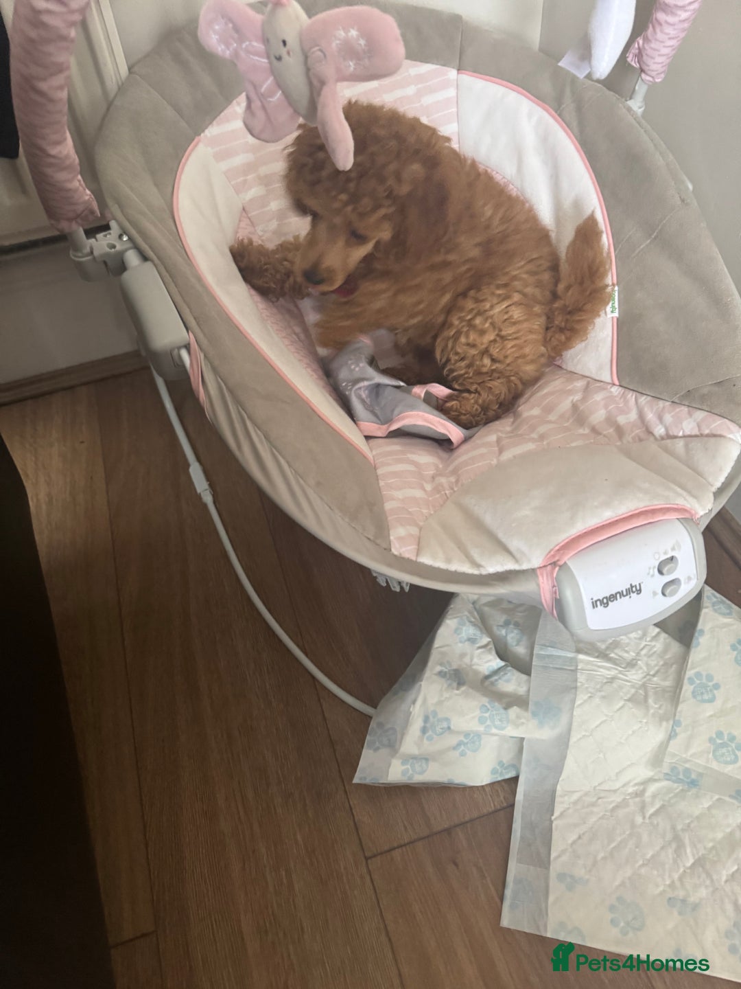 Toy Poodle dogs for sale: Last Toy Poodle girl 🐩 - Image 3