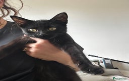 Domestic Shorthair cats for sale: Black 🐈‍⬛ Kitten for Sale  - Image 1