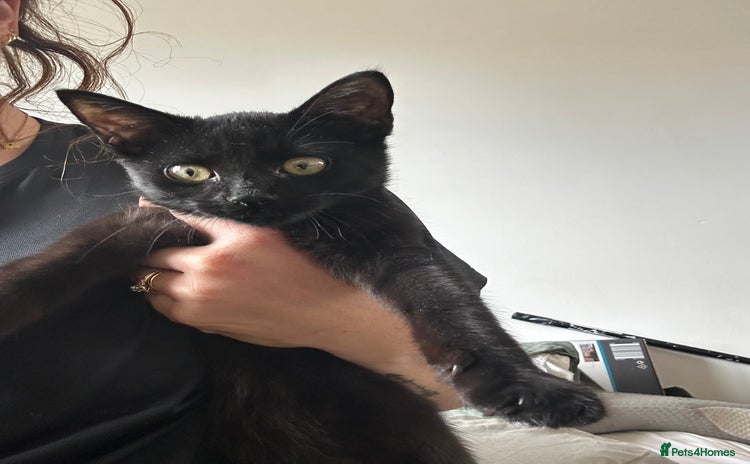 Domestic Shorthair cats - Advert 4