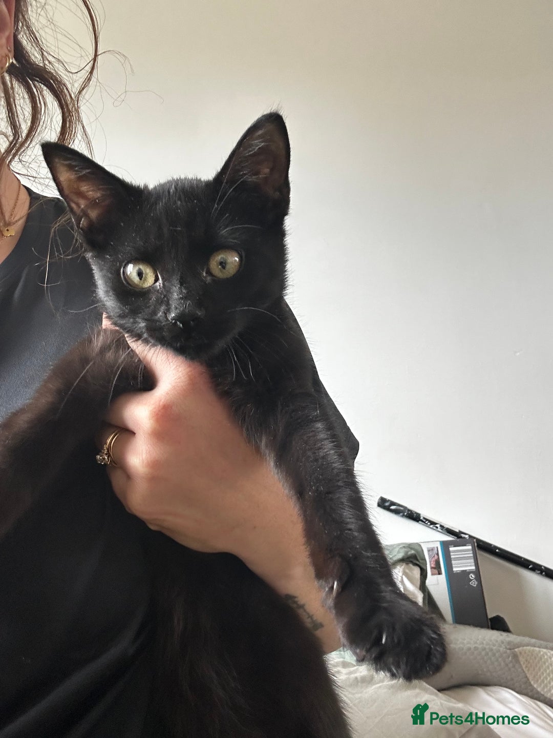 Domestic Shorthair cats for sale: Black 🐈‍⬛ Kitten for Sale  - Image 1