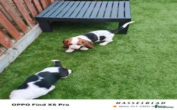 Basset Hound dogs for sale: Bassett Hound Puppies for Sale - Image 23