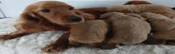 Cockapoo dogs for sale: Pra clear toy cockapoos puppies for sale in Basildon - Advert 2