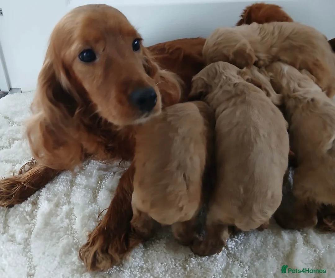 Cockapoo dogs for sale: Pra clear toy cockapoos puppies for sale in Basildon - Advert 2