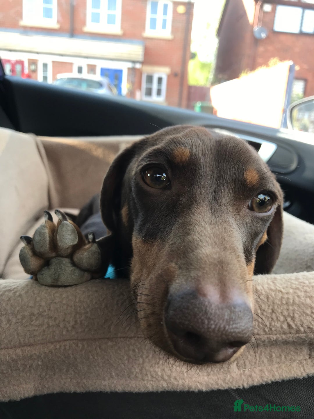 Miniature Dachshund dogs for stud: Proven KC Reg, PRA clear, Miniature Dachshund  in Hinckley - Image 3