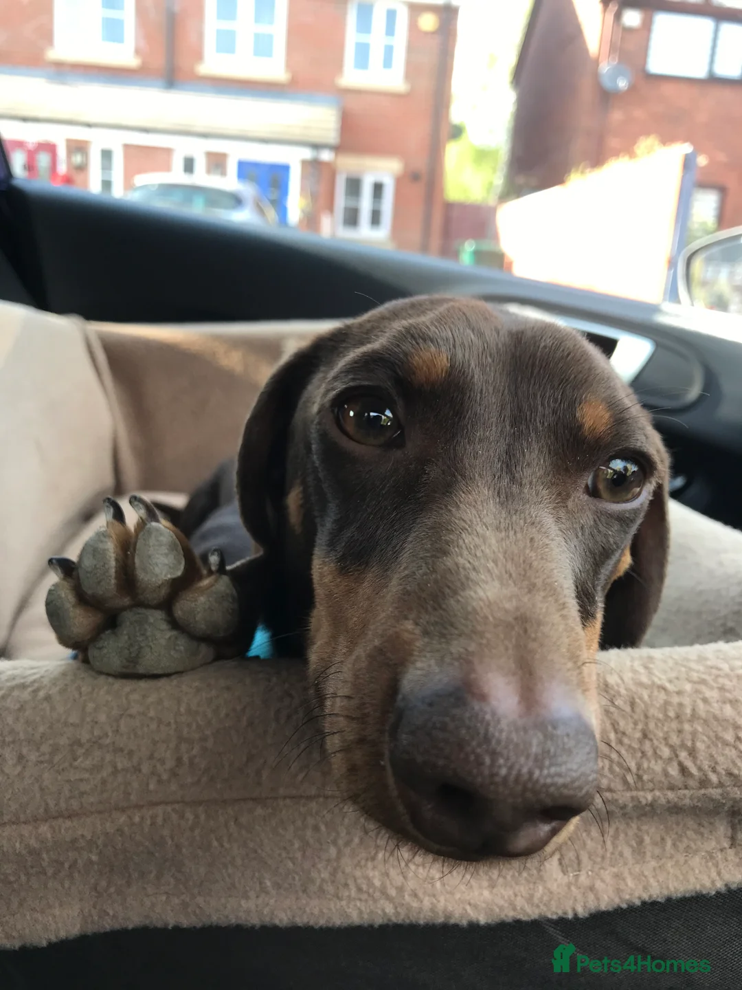 Miniature Dachshund dogs for stud: Proven KC Reg, PRA clear, Miniature Dachshund  in Hinckley - Advert 3