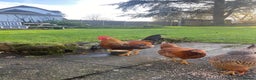 Chickens poultry for sale: Young Rooster seeking home -Devon - Advert 3