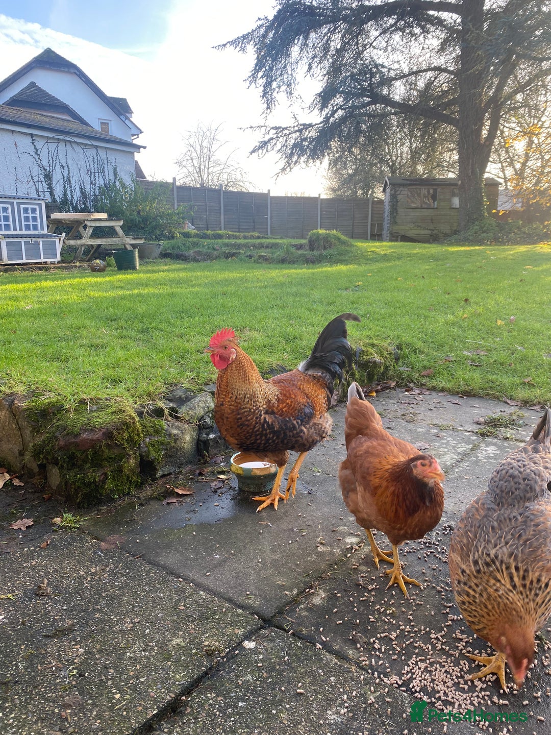 Chickens poultry for sale: Young Rooster seeking home -Devon - Advert 3