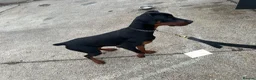 Dobermann dogs for sale: Beautiful 8 Month Old Female Doberman - Advert 4