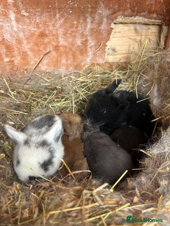 Mini Lop rabbits - Advert 26