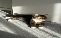 Maine Coon cats for sale: Maine Coon X - Image 1