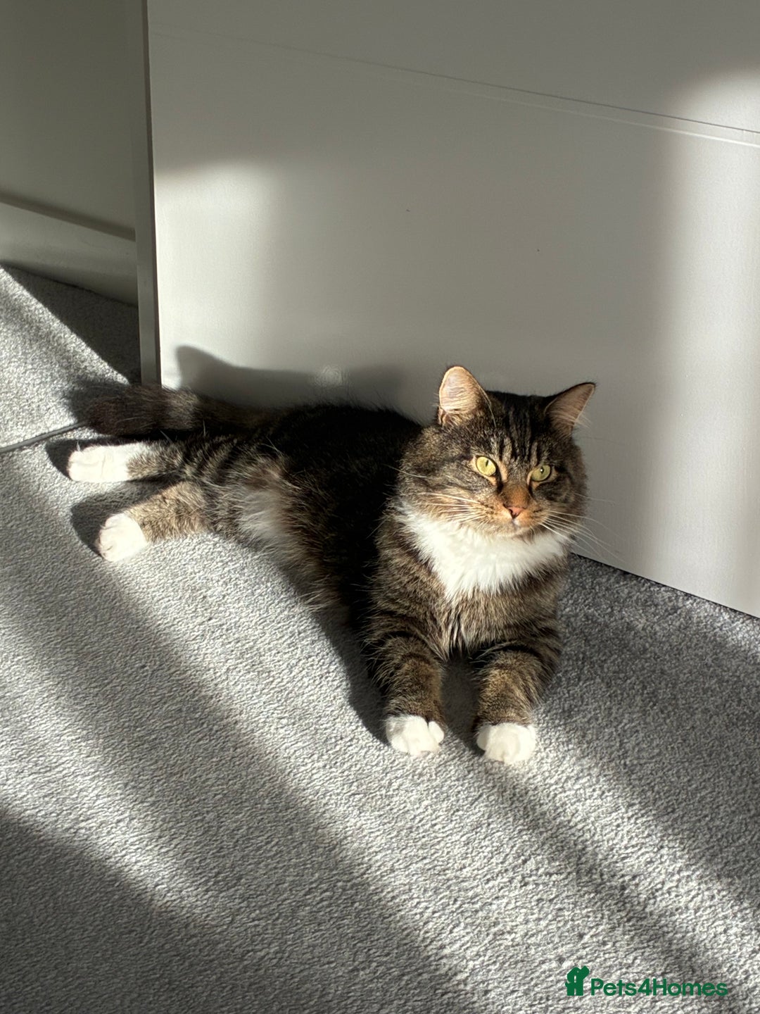 Maine Coon cats for sale: Maine Coon X - Image 1