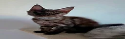 Maine Coon cats for sale: Stunning Maine Coon Kittens  - Advert 4