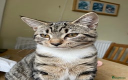 British Shorthair cats for sale: British shorthair for sale - Image 2