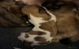 Lhasa Apso dogs for sale: Fabulous KC reg gold male Lhasa apso - Advert 12