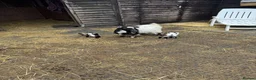 Goats livestock for sale: Pure Pygmy goats - castrated males  in Great Missenden - Advert 4