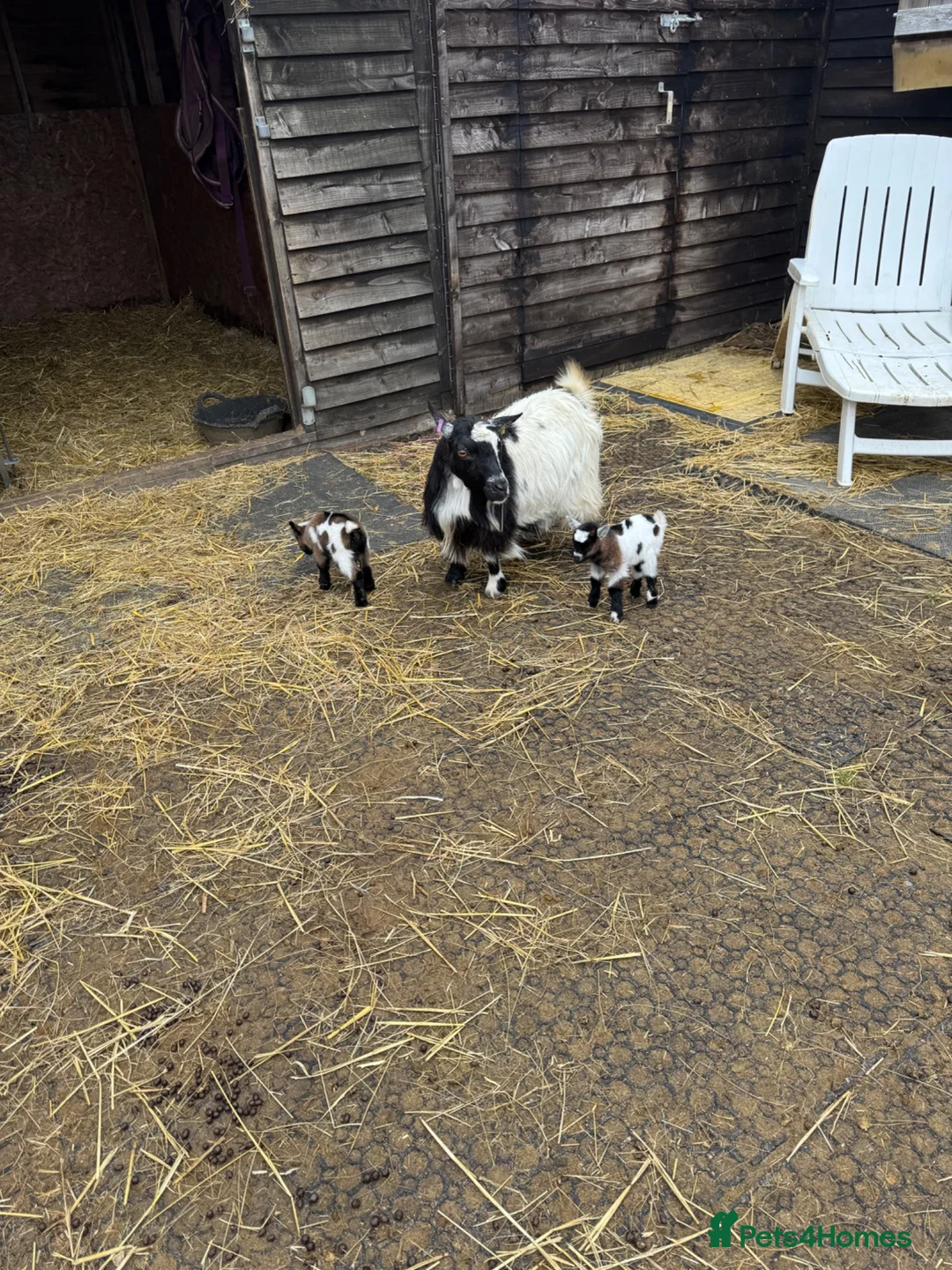 Goats livestock for sale: Pure Pygmy goats - castrated males  in Great Missenden - Advert 4